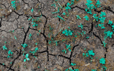 Miért fontos beszélni a klímaváltozás fizikai kockázatairól – mennyiben érinti ez a pénzügyi szektort?